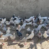 کبوتر|پرنده|سبزوار, توحیدشهر|دیوار