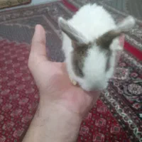 فروش خرگوش خانگی|موش و خرگوش|جوانرود, |دیوار