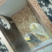 فروش یک جفت عروس هلندی نر و ماده با دو عدد جوجه|پرنده|قزوین, |دیوار