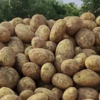 زمین برای کشت سیب شراکتی