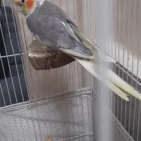 یک جفت عروس هلندی مولد به همراه ۳ عدد جوجه.|پرنده|چهاردانگه (تهران), |دیوار