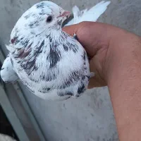 کفتر سرور