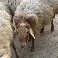 قوچ|حیوانات مزرعه|اصلاندوز, |دیوار