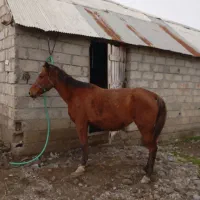 اسب مادیون کرد|اسب و تجهیزات اسب‌سواری|رضوانشهر, |دیوار