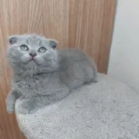 گربه خاص بلو