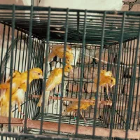 قناری جیبر جیبوس