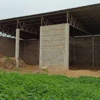 دامداری 30 راسی گاو شیری مجانی|فروش دفتر صنعتی، کشاورزی، تجاری|گنبد کاووس, |دیوار