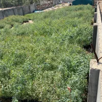 اکالیپتوس تک و عمده