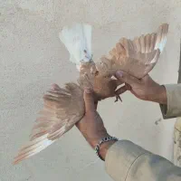 دم سفید جوانه