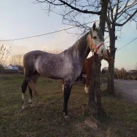 اسب نریان اصیل کرد|اسب و تجهیزات اسب‌سواری|آستانه اشرفیه, |دیوار