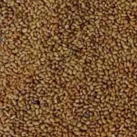 بذر یونجه
