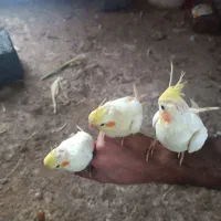 عروس هلندی دستی