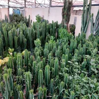 گل و گیاه کاکتوس وآپارتمانی|گل و گیاه طبیعی|محمدشهر, شهرک چمران|دیوار