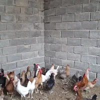 مرغ و خروس|حیوانات مزرعه|بهبهان, |دیوار