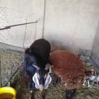 فروش بره نر و بز