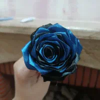 رز روبانی با کیفیت و نصف زیر قیمت بازار