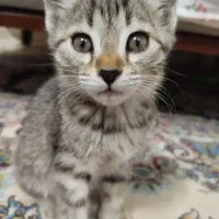 گربه خوشگل