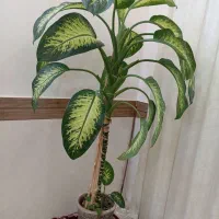 گل دیفن باخیا