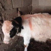 گوساله معامله با میش بز