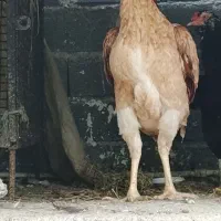 مرغ لاری اصیل