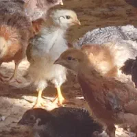 تولیدی جوجه گلپایگان قزوین