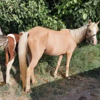 مادیان و کره پونی|اسب و تجهیزات اسبسواری|سلمانشهر, |دیوار