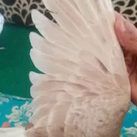 کبو تر پلاکی|پرنده|بابا حیدر, |دیوار