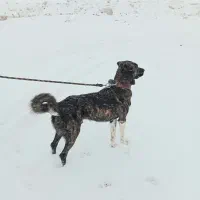 گمشده محدوده فرخان کهنه *مژدگانی ۳۰ میلیونی*|حیوانات|قوچان, |دیوار