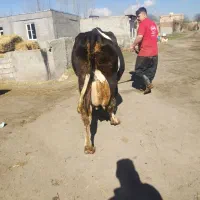 گاو سیمنتال با گوساله سیمنتال نر