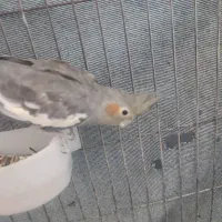 واگذاری عروس هلندی و قناری|پرنده|بم, |دیوار