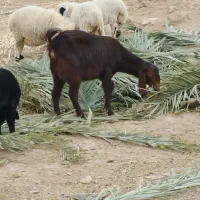 بز ۰|حیوانات مزرعه|بافق, |دیوار