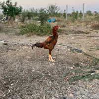 خروس لاری