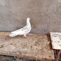 کبوتر سار|پرنده|قرق, |دیوار