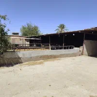 گاوداری صنعتی و زمین روبرو دارای طرح هادی|فروش دفتر صنعتی، کشاورزی، تجاری|شیراز, علی آباد|دیوار