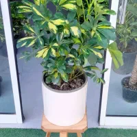 خزه|گل و گیاه طبیعی|تربت‌حیدریه, بی بی حسنیه|دیوار