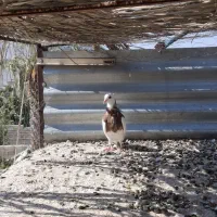 فروش جفت جوجه طوقی همکوت