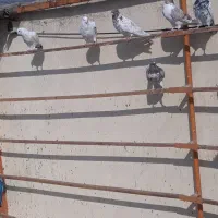 سلام تعداد ۳۰ کبوتر|پرنده|کهریزک, |دیوار