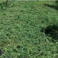 علف زن دستی بادرگز