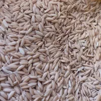 300 کیلو چلتوک چمپا عنبربو محلی