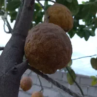 میوه بالنگ مخصوص مربا|خوردنی و آشامیدنی|گنبد کاووس, |دیوار