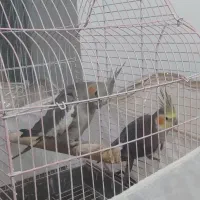 عروس هلندی بالغ|پرنده|اطاقور, |دیوار