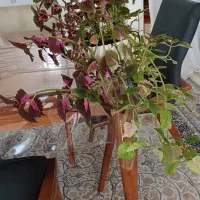 دو عدد حسن یوسف  دونه ۹۰. کاملا سر حال و شاداب|گل و گیاه طبیعی|گلبهار, شهر جدید گلبهار|دیوار