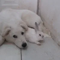 سگ بازیگوش|سگ|رباط‌کریم, رباط‌کریم|دیوار