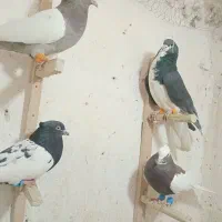 فروش کبوتر|پرنده|شیراز, سیلو|دیوار