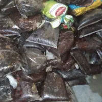 خرما|خوردنی و آشامیدنی|زاهدان, |دیوار