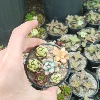 ساکولنت و کاکتوس بذری