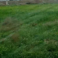 چند عدد بره و میش جوان و گوساله همه سالم