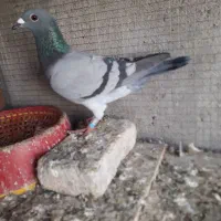 فروش پلاکی|پرنده|مسجد سلیمان, |دیوار