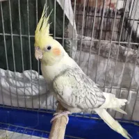 عروس هلندی|پرنده|سقز, |دیوار