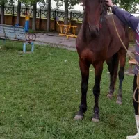 فروش اسب مسابقه ای